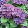 Hortensia - Hydrangea Macrophylla Deep Purple Dance (Music Collection) -Boutique Pafurme Hydrangea macro Deep Purple 0551002 1