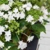Hortensia - Hydrangea Macrophylla Shooting Star -Boutique Pafurme Hydrangea macro Shooting Star 0555002 1
