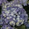 Hortensia - Hydrangea Macrophylla You And Me Tea Time Together -Boutique Pafurme Hydrangea macro Tea Time Together 0561002 1