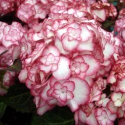 Hortensia - Hydrangea Macrophylla Miss Saori