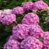 Hortensia - Hydrangea Macrophylla Benelux (rose) -Boutique Pafurme Hydrangea macrophylla Benelux rose 85238 1
