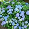 Hortensia - Hydrangea Macrophylla Blauer Prinz 2 Hortensia - Hydrangea Macrophylla Blauer Prinz -Boutique Pafurme Hydrangea macrophylla Blauer Prinz 100032 1