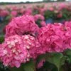 Hortensia - Hydrangea Macrophylla Endless Summer Bloomstar 2 Hortensia - Hydrangea Macrophylla Endless Summer Bloomstar -Boutique Pafurme Hydrangea macrophylla Endless Summer Bloomstar 81412 1