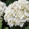 Hortensia - Hydrangea Macrophylla Endless Summer The Bride -Boutique Pafurme Hydrangea macrophylla Endless Summer The Bride 85486 1 1
