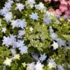 Hortensia - Hydrangea Macrophylla Fireworks Blue -Boutique Pafurme Hydrangea macrophylla Fireworks Blue 83184 1