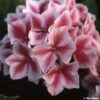 Hortensia - Hydrangea Macrophylla Lady Nobuko -Boutique Pafurme Hydrangea macrophylla Lady Nobuko 781682 1