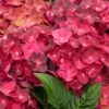 Hortensia - Hydrangea Macrophylla Magical Ruby Tuesday -Boutique Pafurme Hydrangea macrophylla Magical Ruby Tuesday 81577 1