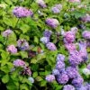 Hortensia - Hydrangea Macrophylla Nigra -Boutique Pafurme Hydrangea macrophylla Nigra 85023 1