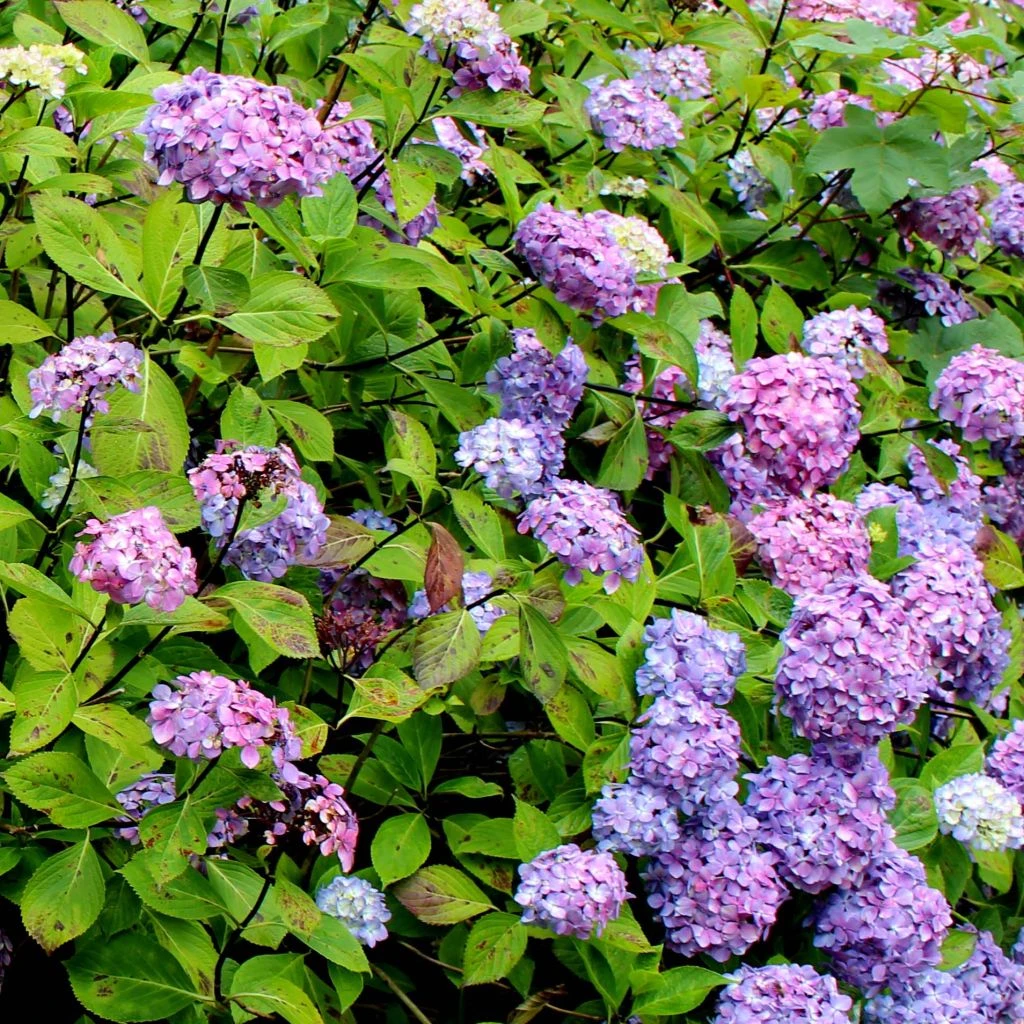 Hortensia - Hydrangea Macrophylla Nigra 3 Hortensia - Hydrangea Macrophylla Nigra