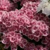 Hortensia - Hydrangea Macrophylla Red Ace -Boutique Pafurme Hydrangea macrophylla Red Ace 83105 1
