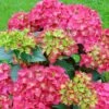Hortensia - Hydrangea Macrophylla Red Reggae (Music Collection) -Boutique Pafurme Hydrangea macrophylla Red Reggae Music Collection 85450 1 1