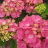 Hortensia - Hydrangea Macrophylla Rosita -Boutique Pafurme Hydrangea macrophylla Rosita 82568 1