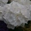 Hortensia - Hydrangea Macrophylla Schneeball -Boutique Pafurme Hydrangea macrophylla Schneeball 82749 1