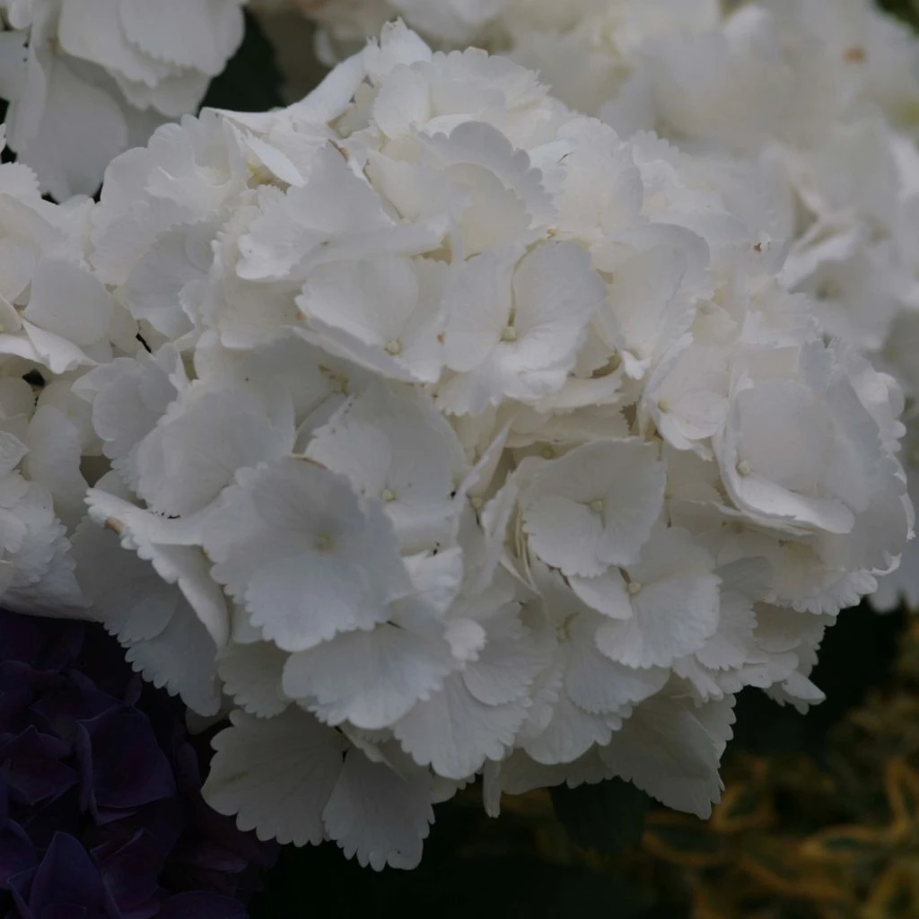 Hortensia - Hydrangea Macrophylla Schneeball 3 Hortensia - Hydrangea Macrophylla Schneeball