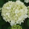 Hortensia - Hydrangea Macrophylla Sœur Thérèse 2 Hortensia - Hydrangea Macrophylla Sœur Thérèse -Boutique Pafurme Hydrangea macrophylla Soeur Therese 82569 1