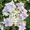 Hortensia - Hydrangea Macrophylla Stargazer -Boutique Pafurme Hydrangea macrophylla Stargazer copyright 554002 1