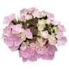 Hortensia - Hydrangea Macrophylla Messalina -Boutique Pafurme Hydrangea macrophylla Teller Messalina 82751 1