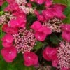 Hortensia Macrophylla Teller Red -Boutique Pafurme Hydrangea macrophylla Teller Red copyright 1000552 1