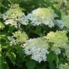 Hydrangea Paniculata Bombshell - Hortensia Paniculé -Boutique Pafurme Hydrangea paniculata Bombshell 88330 1