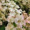 Hydrangea Paniculata Confetti - Hortensia Paniculé -Boutique Pafurme Hydrangea paniculata Confetti copyright 17707 1