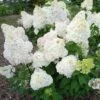 Hydrangea Paniculata Diamantino - Hortensia Paniculé -Boutique Pafurme Hydrangea paniculata Diamantino 85619 1