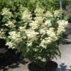 Hydrangea Paniculata Early Sensation - Hortensia Paniculé -Boutique Pafurme Hydrangea paniculata Early Sensation 7424 2
