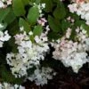 Hydrangea Paniculata White Diamond - Hortensia Paniculé -Boutique Pafurme Hydrangea paniculata White Diamond 7487 1