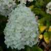 Hydrangea Paniculata Silver Dollar - Hortensia Paniculé -Boutique Pafurme Hydrangea paniculata silver Dollar 7866 1 1