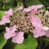 Hortensia - Hydrangea Serrata Graciosa -Boutique Pafurme Hydrangea serrata Graciosa 781675 1