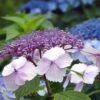 Hortensia - Hydrangea Serrata Klaveren -Boutique Pafurme Hydrangea serrata Klaveren 67848 1