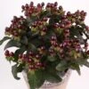 Millepertuis Miracle Night - Hypericum -Boutique Pafurme Hypericum Miracle Night 88826 1