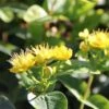 Hypericum Inodorum Magical Sunshine - Millepertuis 1 Hypericum Inodorum Magical Sunshine - Millepertuis -Boutique Pafurme Hypericum x inodorum Magical Sunshine 84103 1