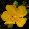 Millepertuis - Hypericum (x) Moserianum -Boutique Pafurme Hypericum x moserianum 84106 1