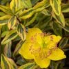 Hypericum (x) Moserianum Little Misstery - Millepertuis De Moser -Boutique Pafurme Hypericum x moserianum Little Misstery Millepertuis de Moser 16335 1