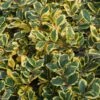 Houx Panaché - Ilex Golden King -Boutique Pafurme ILEX ALTACLERENSIS GOLDEN KING 781728 1