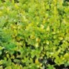 Houx Crénelé - Ilex Crenata Golden Gem 2 Houx Crénelé - Ilex Crenata Golden Gem -Boutique Pafurme ILEX CRENATA GOLDEN GEM 781727 1