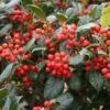Houx D'ornement - Ilex Nellie R. Stevens -Boutique Pafurme Ilex Nellie R Stevens ld littlegemtrees 781638 1