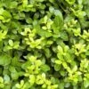 Houx Crénelé - Ilex Crenata Blondie -Boutique Pafurme Ilex crenata Blondie 781726 1
