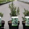 Ilex Crenata Chat'o - Houx Crénelé -Boutique Pafurme Ilex crenata Chat o 87392 1