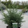 Ilex Crenata Stokes - Houx Crénelé Nain -Boutique Pafurme Ilex crenata Stokes 87481 1
