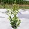 Ilex Maximowicziana Kanehirae - Houx Mutchagara -Boutique Pafurme Ilex maximowicziana Kanehirae 85037 1