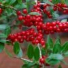 Houx Verticillé Femelle Maryland Beauty - Ilex Verticillata -Boutique Pafurme Ilex verticillata Maryland Beauty 15381 1