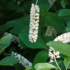 Itea Virginica Love Child - Itéa De Virginie