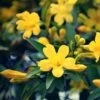 Jasmin - Jasminum Humile Revolutum