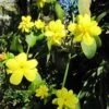 Jasmin Primevère - Jasminum Mesneyi -Boutique Pafurme Jasminum mesneyi 85666 1