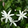 Jasmin Sauvage étoilé - Jasminum Multipartitum -Boutique Pafurme Jasminum multipartitum 83641 1