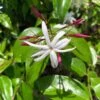 Jasminum Nitidum - Jasmin -Boutique Pafurme Jasminum nitidum 89985 1