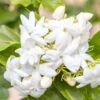 Jasmin D'Arabie - Jasminum Sambac -Boutique Pafurme Jasminum sambac copyright 85671111 1