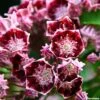 Kalmia Latifolia Bull's Eye - Laurier Des Montagnes Rouge Et Blanc -Boutique Pafurme Kalmia latifolia Bulls Eye 781981 1