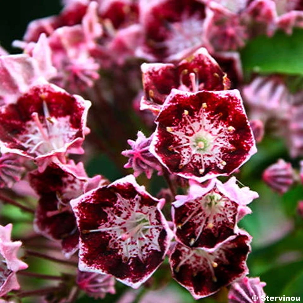 Kalmia Latifolia Bull's Eye - Laurier Des Montagnes Rouge Et Blanc 3 Kalmia Latifolia Bull's Eye - Laurier Des Montagnes Rouge Et Blanc